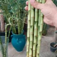 بامبو.شیشه.قطره.مکمل|گل و گیاه طبیعی|قم, شهرک مهدیه|دیوار