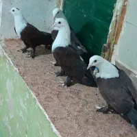 کبوتر جوجه کربلای