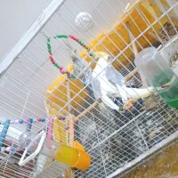 جفت عروس هلندی با کلیه وسایل|پرنده|ساری, |دیوار