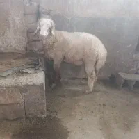 بره میش|حیوانات مزرعه|اهرم, |دیوار