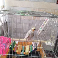 عروس هلندی ماده|پرنده|تهران, شهرک هما|دیوار