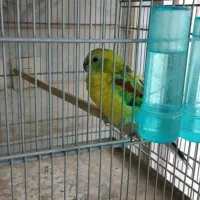 طوطی آوازه خوان|پرنده|قم, انصار‌الحسین|دیوار