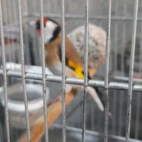 سهره