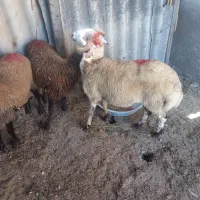 نر بره چاق افشار|حیوانات مزرعه|فاضل آباد, |دیوار