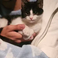 گربه|گربه|کرمان, |دیوار