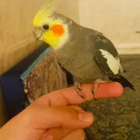 ۲تا عروس هلندی