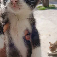 ۳ماهه|گربه|آستانه اشرفیه, |دیوار