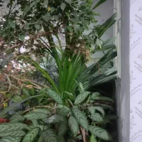 گل آپارتمانی|گل و گیاه طبیعی|قزوین, |دیوار