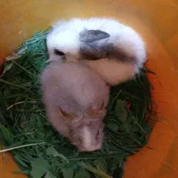 دو عدد خرگوش لوپ