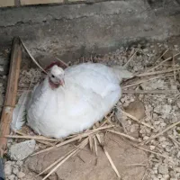 فروش بوقلمون دوعدد نر ودوعدد ماده