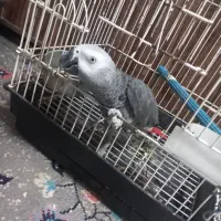 طوطی کاسکو دم قرمز