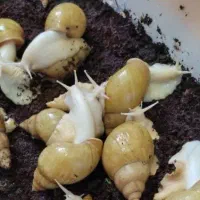 فروش حلزون مولد