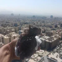 کبوتر پرشی غریبگیری|پرنده|تهران, جردن|دیوار