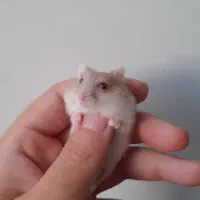 همستر کمپل|موش و خرگوش|اصفهان, خواجو|دیوار