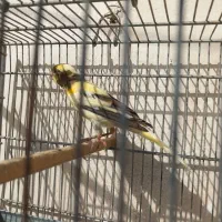 قناری نر|پرنده|مسجد سلیمان, |دیوار