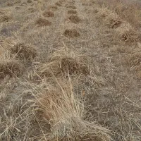 دستگاه دروگر سالم