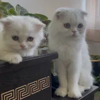 واگذاری رایگان گربه اسکاتیش