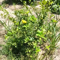 فروش-ویلا-باغ-در-شوشتر