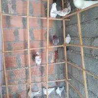 فروش تعدادی کبوتر