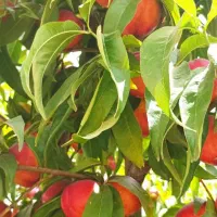 نهال پر کیفیت و اصلاح شده|خدمات باغبانی و درختکاری|فریمان, |دیوار