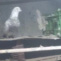 کفتر گم شده|حیوانات|تاکستان, |دیوار