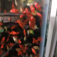 ماهی وسنگ ولوازم آکواریوم بار جدید گوپی