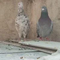 سرور|پرنده|شیراز, سجادیه|دیوار