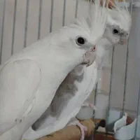 پرنده عروس هلندی
