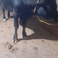 کل محلی گاو نر لیشه گاو