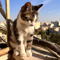 گربه خانگی|گربه|اصفهان, عسگریه|دیوار