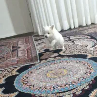 اشپیتز پامر