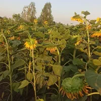 تخمه کشاورزی