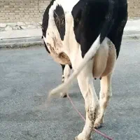 فروش گاو و گوساله
