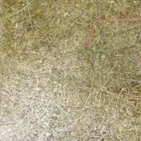 آویشن