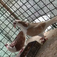 کبوتر چادری چپ|پرنده|هشتگرد, کوی بهروز|دیوار