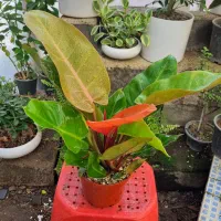 گل و گلدان فیلودندرون اسپاتی آنتریوم پرتقالی ابلق