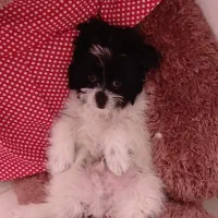 سگ شیتزو|سگ|پرند, فاز ۶|دیوار