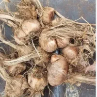 ارسال پیاز زعفران از مهد زعفراان خراسان