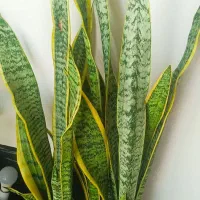 گل سانسوریا وفیکوس بلک|گل و گیاه طبیعی|قدس, شهرقدس|دیوار