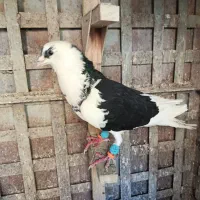 کبوتر|پرنده|شیراز, صاحب الزمان|دیوار