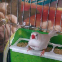 جفت فنچ زیبا و مولد