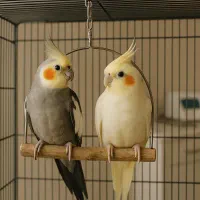 یک جفت عروس هلندی