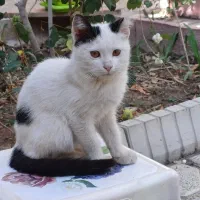 واگذاری رایگان گربه خانگی