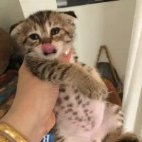 گربه اسکاتیش گلد|گربه|ارومیه, |دیوار