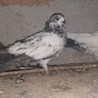 کله دم سبز|پرنده|رومشکان, |دیوار