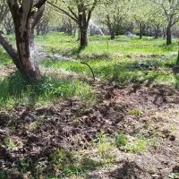 شیر کشی باغات