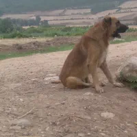 سگ گوسفندی|سگ|آزادشهر, |دیوار