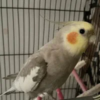 پرنده عروس هلندی نر سخنگو