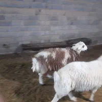 بره قوچ افشار پلنگی  بروجردی