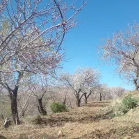فروش-باغ-بادام-و-میوه